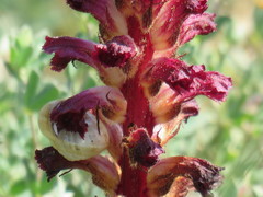 Orobanche sanguinea