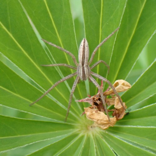 Oblong Running Spider photo 6
