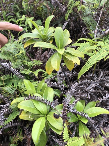 Psychotria kaduana