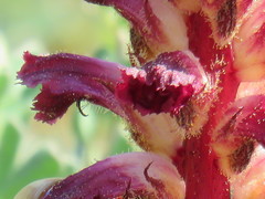 Orobanche sanguinea