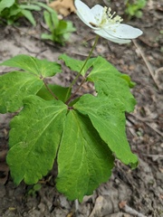 Anemone udensis