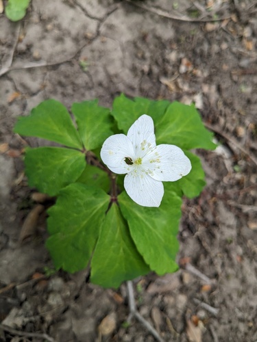 Anemone udensis, photograph 1