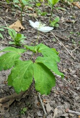 Repina Tatyana, CC BY, iNaturalist via GBIF Anemone udensis, photograph Repina Tatyana, CC BY, iNaturalist via GBIF