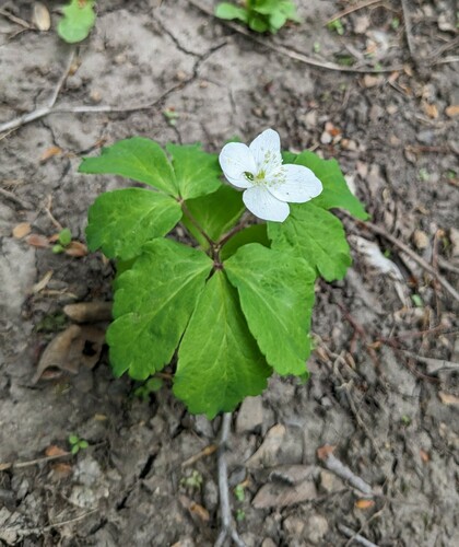 Anemone udensis, photograph 3