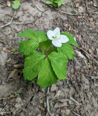 Repina Tatyana, CC BY, iNaturalist via GBIF Anemone udensis, photograph Repina Tatyana, CC BY, iNaturalist via GBIF