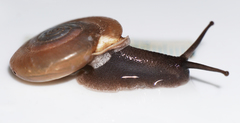 Ashmunella amblya