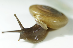 Ashmunella amblya