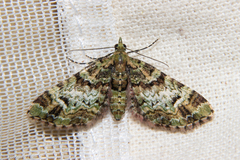 Pasiphila bilineolata