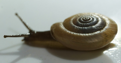 Ashmunella amblya