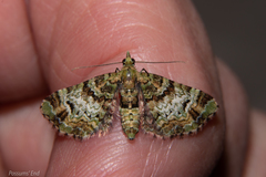 Pasiphila bilineolata