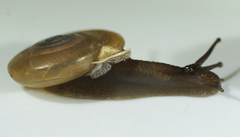 Ashmunella amblya
