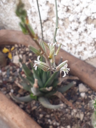 Haworthiopsis attenuata var. radula 2