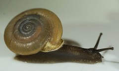 Ashmunella amblya