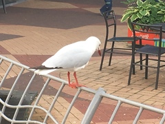 Chroicocephalus novaehollandiae