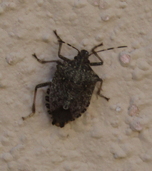Halyomorpha halys