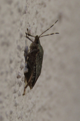 Halyomorpha halys