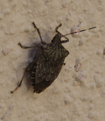 Halyomorpha halys