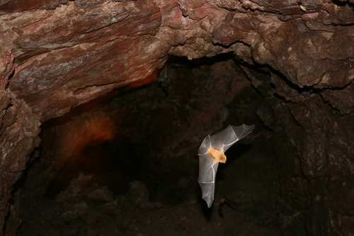 Ghost-faced Bat