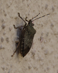 Halyomorpha halys