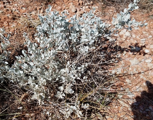 roundleaf bladderpod (Lesquerella ovalifolia)