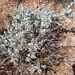 Physaria ovalifolia - Photo (c) Russell Pfau, algunos derechos reservados (CC BY-NC), subido por Russell Pfau
