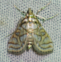 Pseudopyrausta santatalis