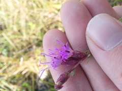 Liatris elegantula