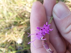 Liatris elegantula