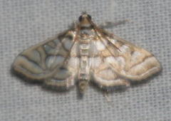 Pseudopyrausta santatalis