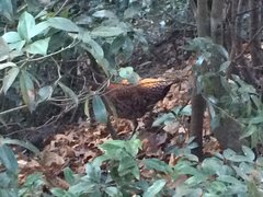 Syrmaticus soemmerringii