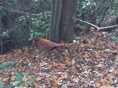 Syrmaticus soemmerringii