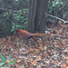Shikoku Copper Pheasant - Photo (c) oliverchan, some rights reserved (CC BY-NC)