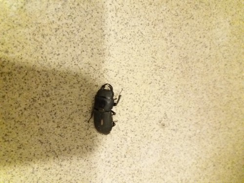 Photo of Lesser Stag Beetle (Dorcus parallelipipedus)