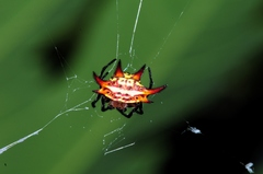 Gasteracantha curvispina