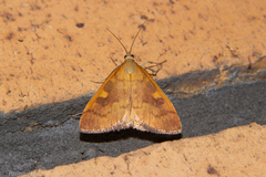 Mnesictena flavidalis