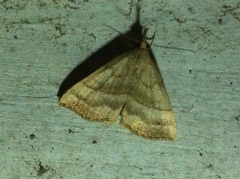Hypena atomaria