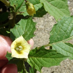 Physalis angulata