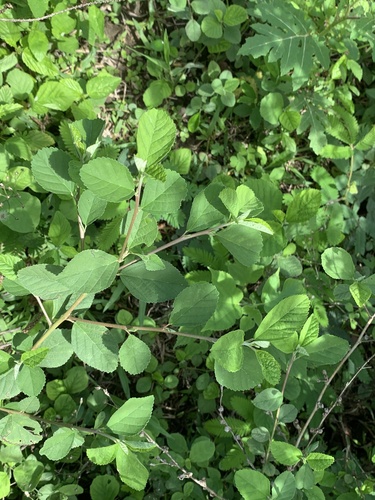 Sida alnifolia observed 2023-05-17