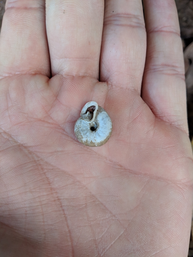 budded threetooth