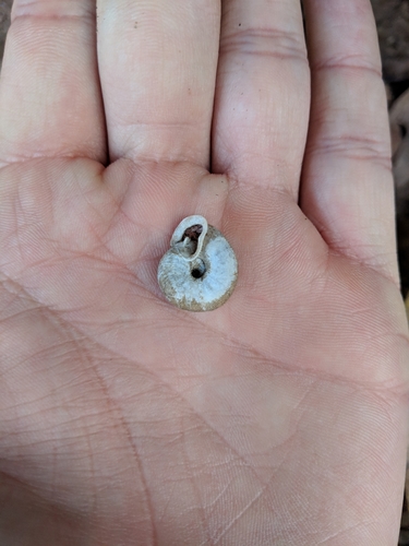 budded threetooth