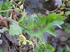 Helosciadium nodiflorum image