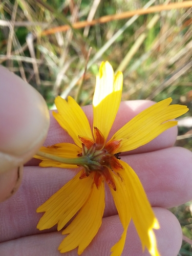 Image of Coreopsis linifolia by (c) Will McFarland, some rights reserved (CC BY)