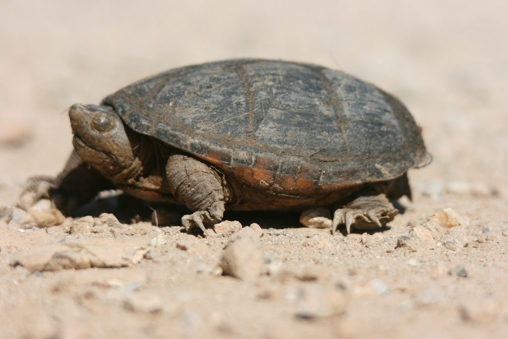 Cora Mud Turtle from Meseta de Cacaztla, San Ignacio, y Mazatlán, Sin ...