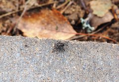 Mogulones geographicus