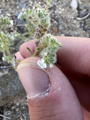 Image of Cryptantha microstachys by no rights reserved