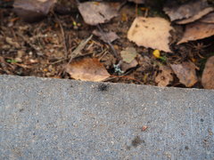 Mogulones geographicus