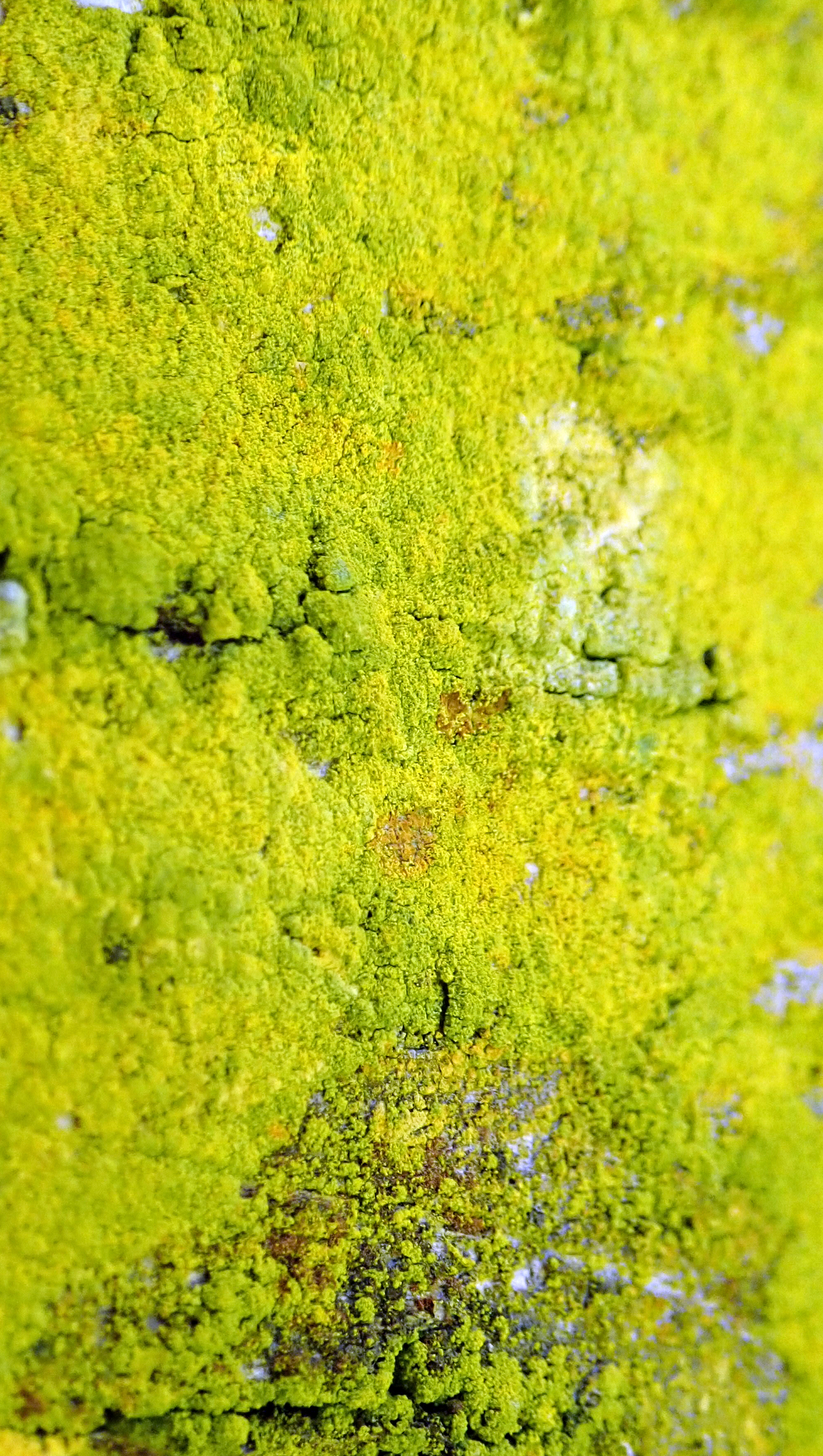 Crusty Gold-dust Lichen (Chrysothrix granulosa) · iNaturalist