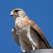 Australian Nankeen Kestrel - Photo (c) Ry Beaver, some rights reserved (CC BY-NC), uploaded by Ry Beaver
