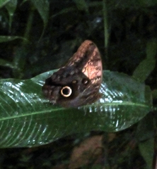 Caligo telamonius