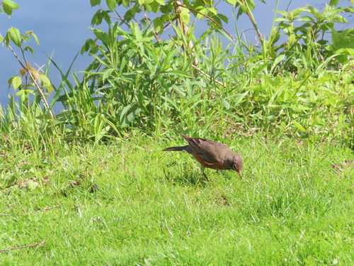 American Robin photographed in Wisconsin